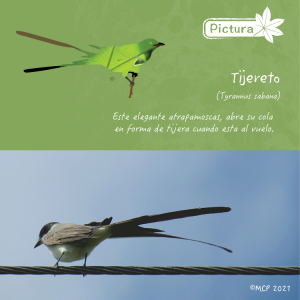 pictura_camiseta_m37_fb21