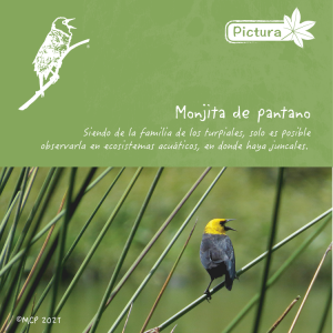 pictura_camiseta_m42_fb21