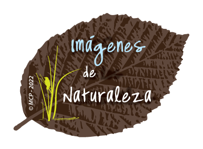 pictura_hoja2_sp22