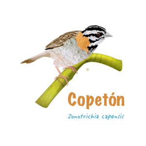 Ilustración Copetón